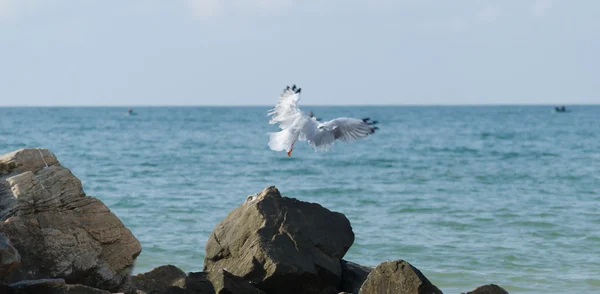 Dalgalar deniz ve taşlar üzerinde uçan beyaz martılar