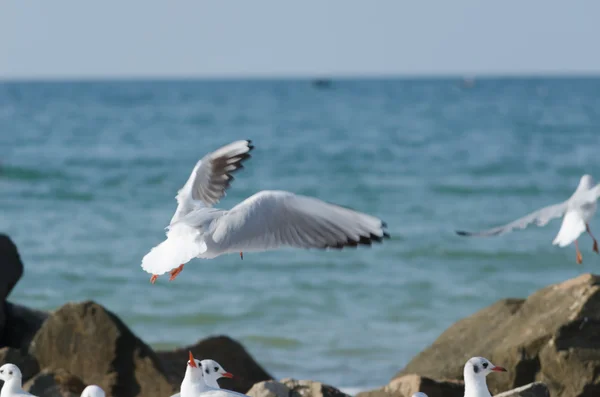 Weiße Möwen fliegen über die Meereswellen und Steine — Stockfoto