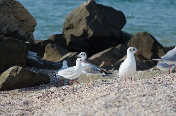 Weiße Möwe, die am Ufer des Meeres spaziert — Stockfoto