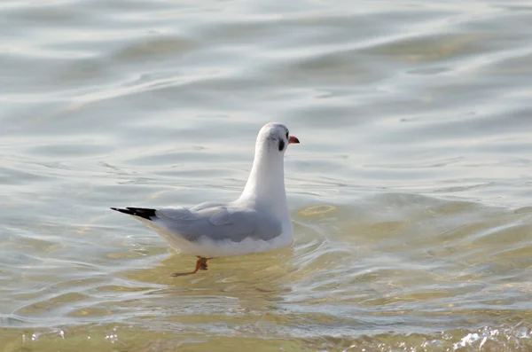 Gaviotas blancas a la deriva en las olas del mar —  Fotos de Stock