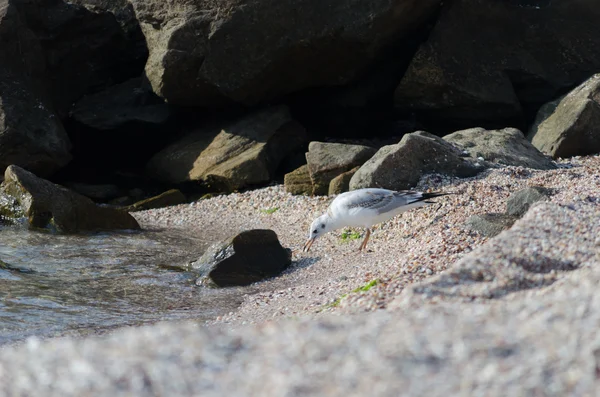 白鴎の海岸の上を歩く — ストック写真