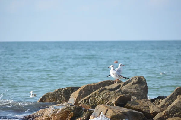 Weiße Möwen fliegen über die Meereswellen und Steine — Stockfoto