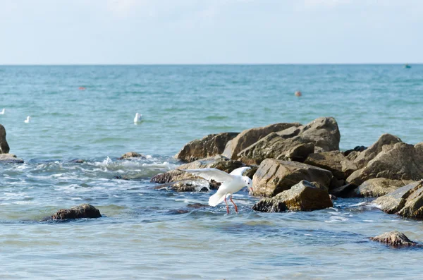 Dalgalar deniz ve taşlar üzerinde uçan beyaz martılar