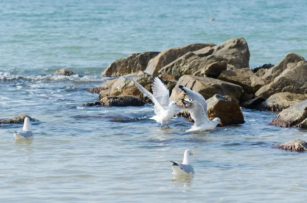 Weiße Möwen fliegen über die Meereswellen und Steine — Stockfoto