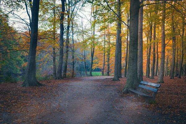 Sonbahar mevsiminde Avrupa 'da bir parktaki ormanların arasındaki güneş ışınları