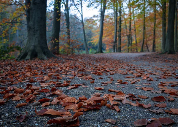 秋のヨーロッパの公園の森の間に — ストック写真