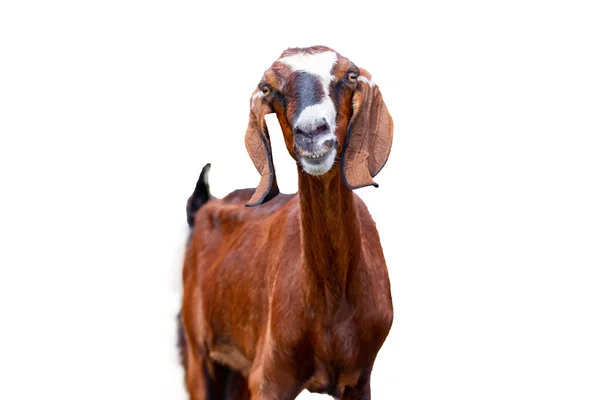 Cabeza de cabra tiro aislado cortar retrato marrón —  Fotos de Stock