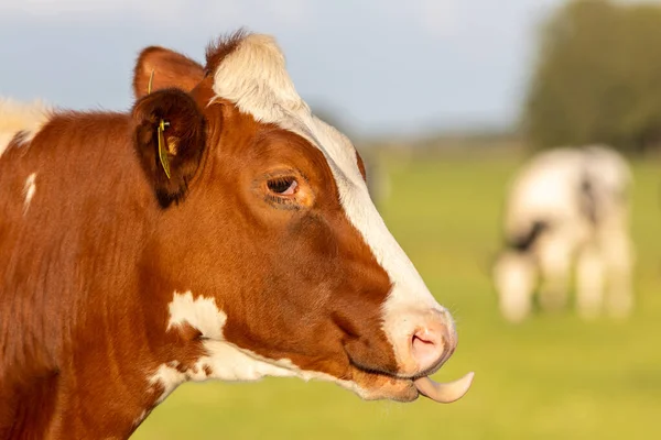 Ирландский симментальный скот на фермерском ранчо в Европе для молочного и мясного бизнеса — стоковое фото