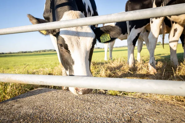 Gado de criação na fazenda animais de fazenda da Europa — Fotografia de Stock