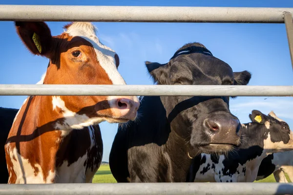 Gado de criação na fazenda animais de fazenda da Europa — Fotografia de Stock