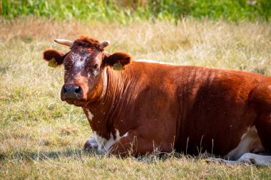 Hastalık boynuz sineklerine neden olur sığır sinekleri inek başına musallat olur.