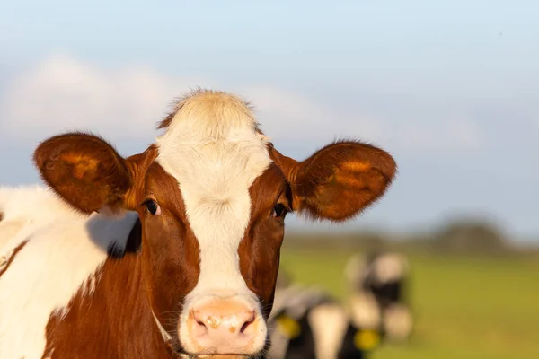 Bovinos simentais irlandeses em uma fazenda na Europa para negócios de leite e carne — Fotografia de Stock