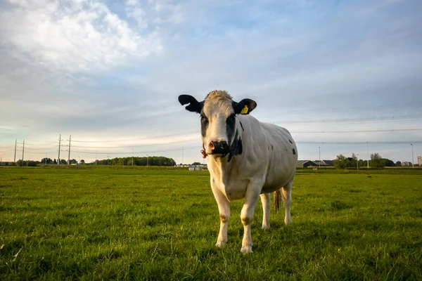 Fazenda de gado bovino nos Países Baixos, Holanda — Fotografia de Stock
