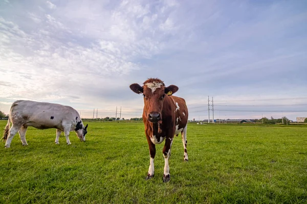 オランダ、オランダ、オランダの牛牧場 — ストック写真