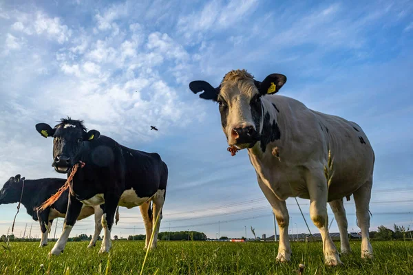 Fazenda de gado bovino nos Países Baixos, Hoilland — Fotografia de Stock