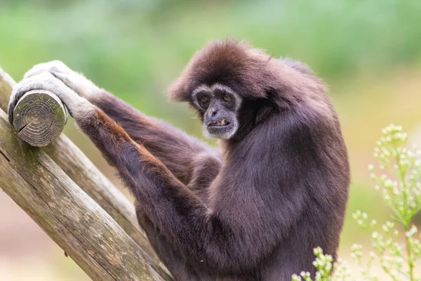 Lar gibbon bílá ruka gibbon opice portrét zblízka — Stock fotografie