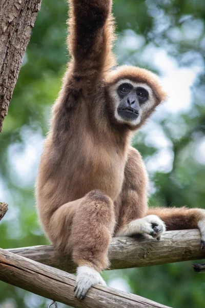 Lar gibbon wit handige gibbon aap portret close-up — Stockfoto