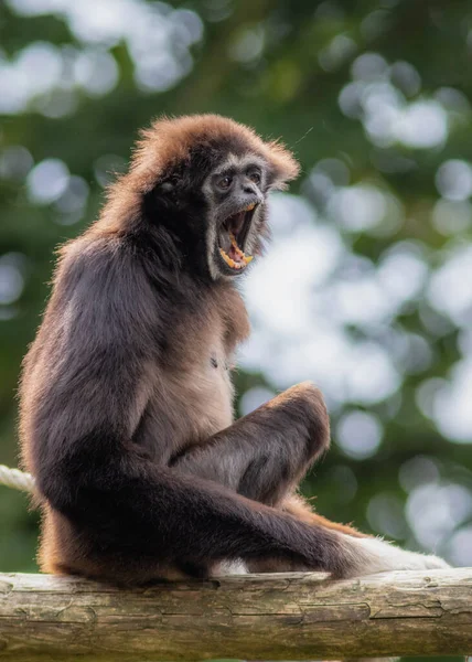 Lar gibbon blanco mano gibbon mono mono retrato de cerca —  Fotos de Stock