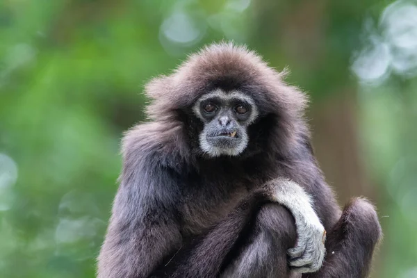 Lar gibbon bílá ruka gibbon opice portrét zblízka — Stock fotografie