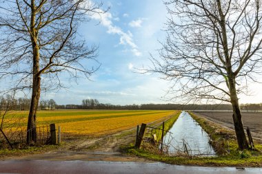 Hollanda 'da şişirilmiş lale çiçeği tarlaları sesonal çiçek arkaplanı seçici odak bulanıklığı