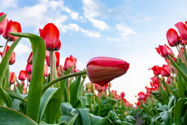 Закрытие тюльпанов в поле в Нидерландах выборочного фонового размытия — стоковое фото