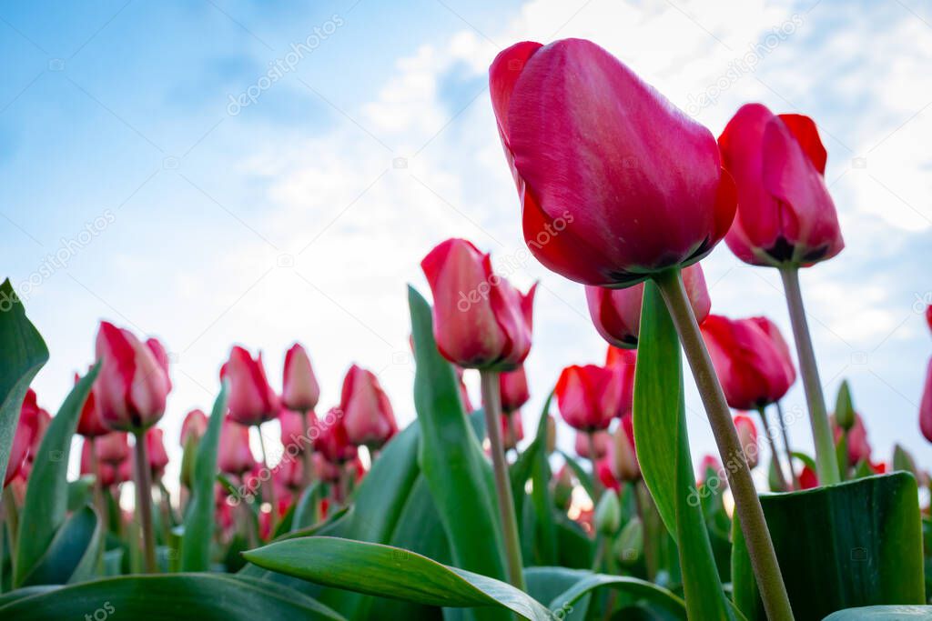 close of tulips in the field in the Netherlands selective focus background blur