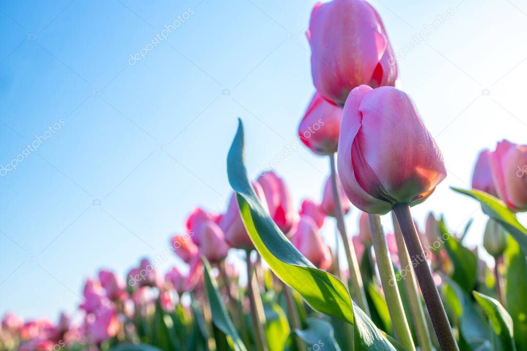 close of tulips in the field in the Netherlands selective focus background blur