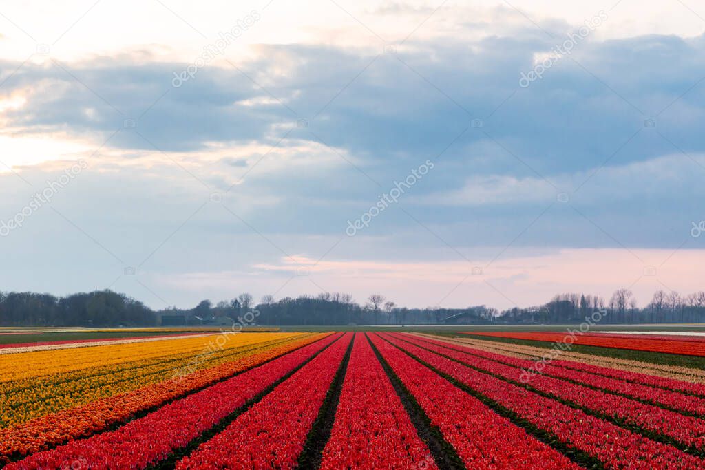 Dutch landscape of tulip flower fields in the Netherlands