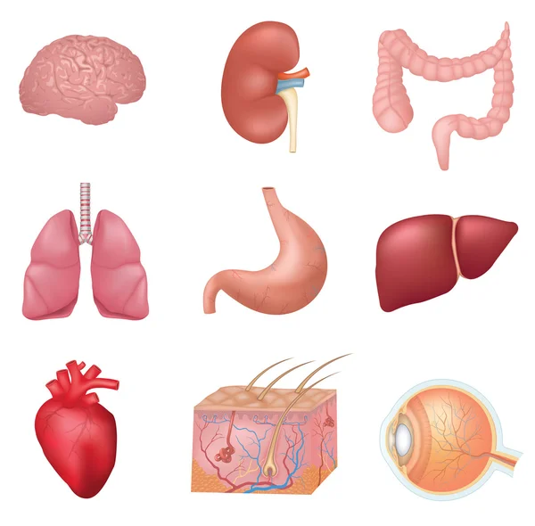 Organes internes humains — Image vectorielle