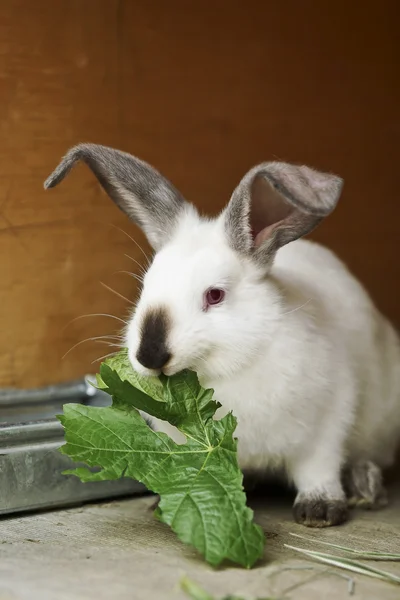 Californian rabbit — Stock Photo, Image