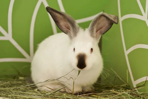 Californian rabbit Stock Photo