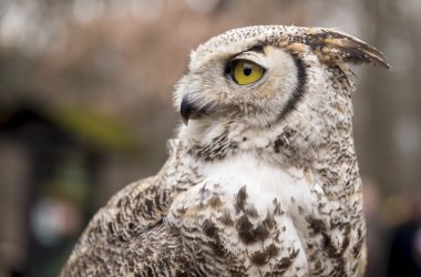 Bubo virginianus virginianus - baykuş