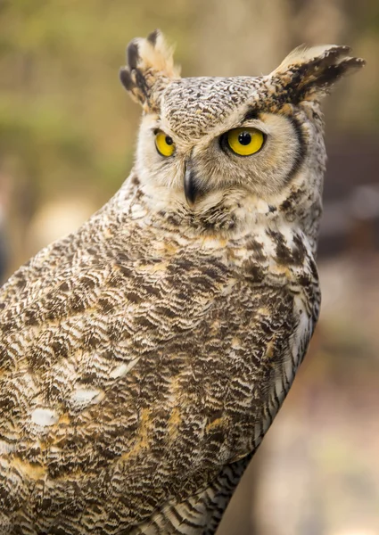 Bubo virginianus virginianus - baykuş — Stok fotoğraf