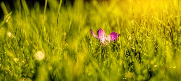 Крокус sativus квітка — стокове фото