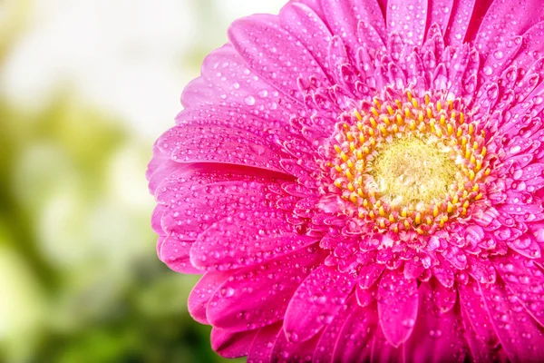 Барвистий квітка макросу — стокове фото