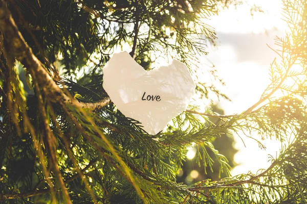 Love text in a pine tree — Stock Photo, Image