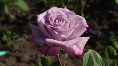 Mor çivit çiçeği.