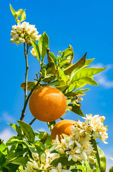 Orange tree with fresh fruits and blossoms