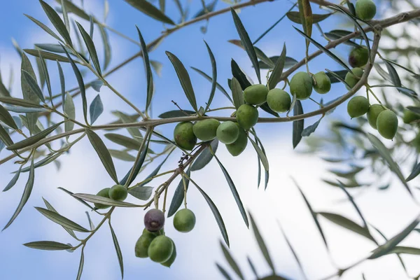 Green olives hanging on olive tree branch