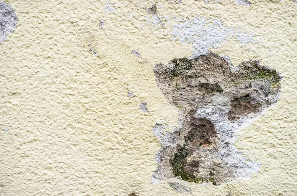 Mold damage in an exterior house wall