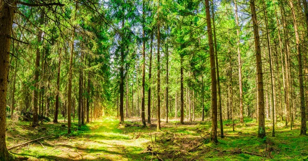 Pine forest trees panorama view with sunshine and green forest floor