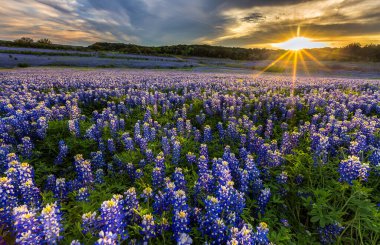 Texas Bluebonnet kır çiçeği günbatımı, Musleshoe Bend Dinlenme Alanı.