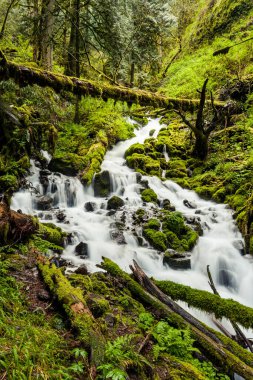Oregon orman yürüyüş yolunda çağlayan şelaleler.
