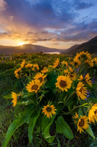 Wunderschöner Sonnenaufgang Und Wildblumen Rowena Kamm Aussichtspunkt Oregon — Stockfoto