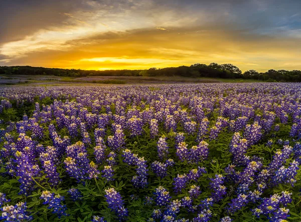 Campo Bluebonnet Texas Pôr Sol Área Recreação Muleshoe Bend — Fotografia de Stock