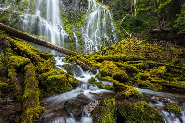 Oregon ormanına güzel bir vekil düşüyor.