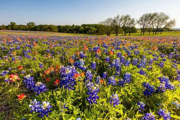 Texas Wilde Bloem Bluebonnet Indische Penseel Ingediend Ennis — Stockfoto