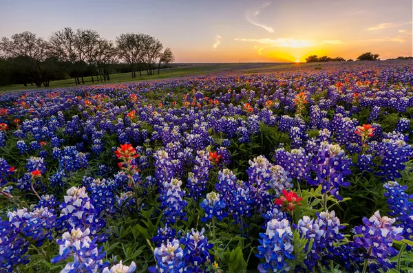 Texas Wilde Bloem Bluebonnet Indiaanse Penseel Ingediend Bij Zonsondergang — Stockfoto
