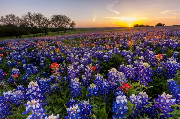 Teksas kır çiçeği - Bluebonnet ve Hindistan boya fırçası günbatımında sergilenir.