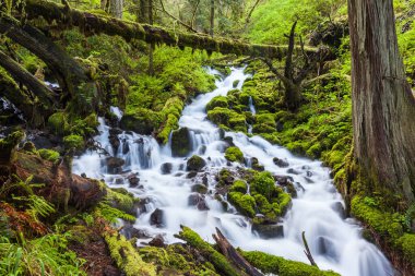 Oregon orman yürüyüş yolunda çağlayan şelaleler.